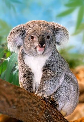 Koala Castorland - 260 stukjes - Legpuzzel